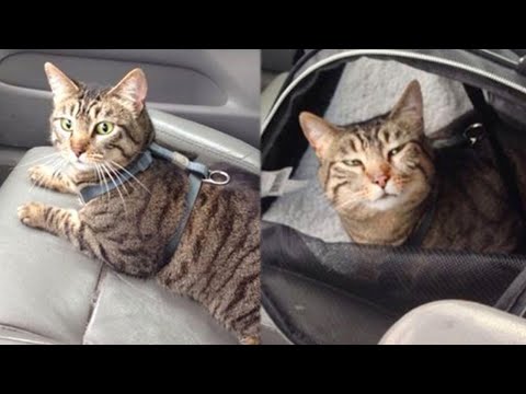 Funny cats reaction when realize they are going to the Vet😱