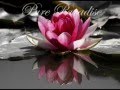 Pure Paradise ~ Armik
