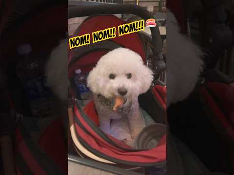 Kaiju loves salmon sashimi! In moderation ✌🏽 #dog #sushi