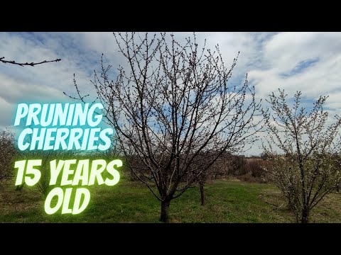How to prune cherry trees that has never pruned before