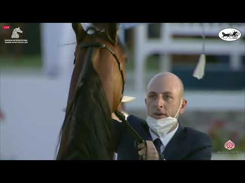 N 57 MDS HIND   Sharjah International Arabian Horse Festival 2021   Fillies 2 Years Old Class 2B