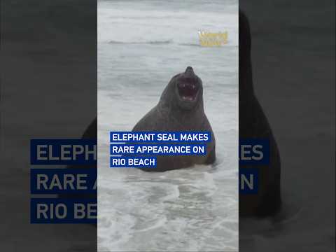 Elephant seal makes rare appearance on Rio beach#worldnow