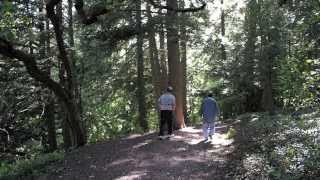 Root Glen Watercolor
