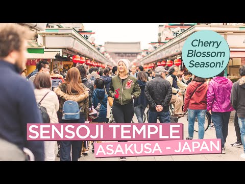 What To Expect at Asakusa Sensoji Temple in Japan During Cherry Blossom Season