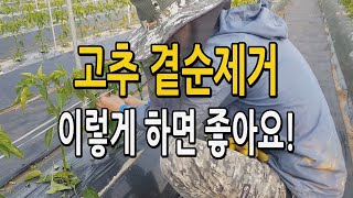 고추곁순제거 순치기 이렇게 하세요! 고추농사 다수확 2분지 고추재배법