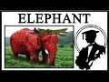 Where Did Strawberry Elephant Come From