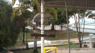 2a. Etapa Brasileiro de Curiós P.Prudente