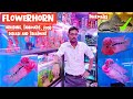 Flowerhorn || Flowerhorn Dieses & Treatment, Breeding, Care, Tankmates | Pari Aquarium, Kurla Market