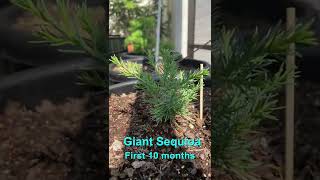 Giant Sequoia 10 month time-lapse 🌲🌲 #giantsequoia #timelapse