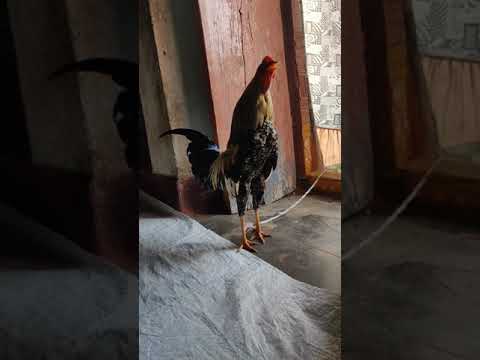 Rooster Crowing Sound (Punju)