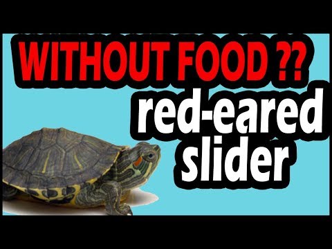 2nd YouTube video about how long can a tortoise go without food