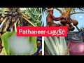 Pathaneer பதநீர் குற்றாலத்தில் குடித்த பதந
