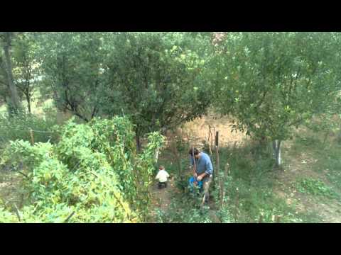 topli arnauti salisca