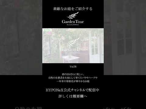 一年中花を咲かせる観葉植物は何ですか?美しい季節を自宅で過ごすためのトップ 6!  庭園