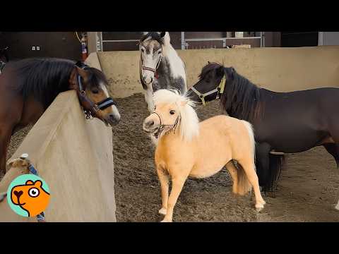 Tiny Horse Makes The Whole Herd Laugh 24/7 | Cuddle Buddies