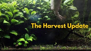 The Harvest Update: Mega Flex Steampunk Spec 16 Tiny Island Sump and the 42 gal 7 ports tank