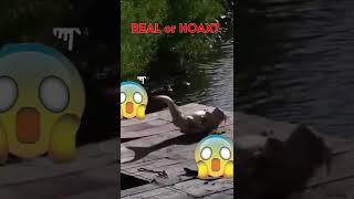 Download lagu Real Mermaid or Not? #Shorts mp3