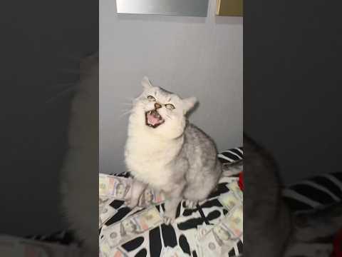 Money Talks ft. Barking Cat