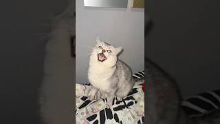 Download lagu Money Talks ft. Barking Cat mp3