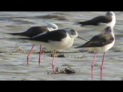 beautiful Baluchistan Band khushdil Khan Pishin