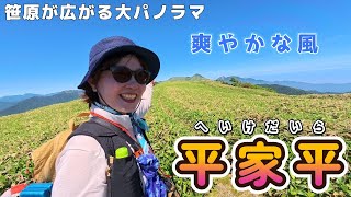 【登山】笹原が広がる平家平へ！山頂には爽やかな風が吹いていました。愛媛県・高知県にまたがる平家平。