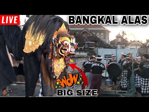 BANGKAL ALAS BARONG BIG SIZE DAN GAMBELAN GANAZ NGELAWANG DI SADING 2022