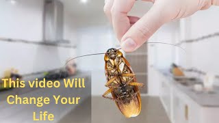 How To Get Rid Of Cockroaches and Rats In Kitchen Cabinets Naturally | Pest Bugs Control
