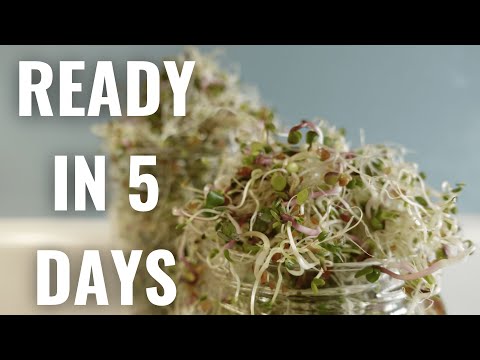 Growing Alfalfa, Red Clover, & Radish Sprouts [Time Lapse]