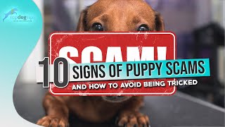 10 Signs of Puppy Scams And How to Avoid Being Tricked
