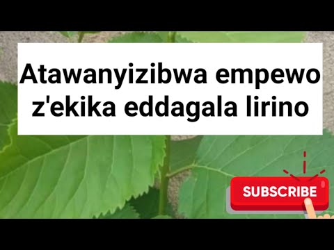 Gwe ayagala okukkakanya empewo z'ekika wekwaate omuwanga