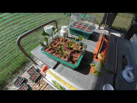 Wax myrtle cuttings 9 30 2025