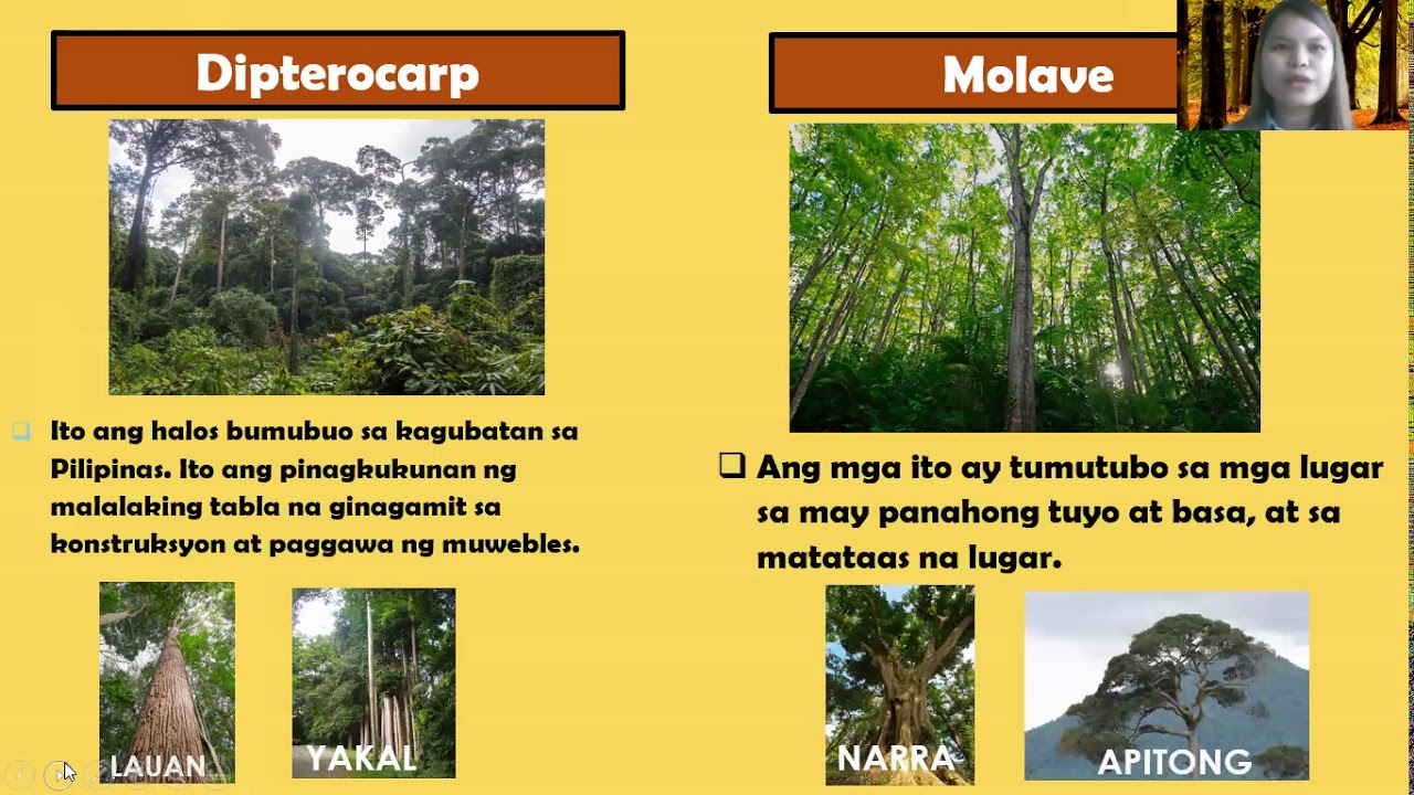 YAMANG GUBAT