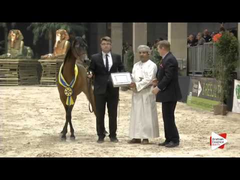 5th-N.109 PETULLA - Verona 2015 - Yearling Fillies Championship (Class 13)