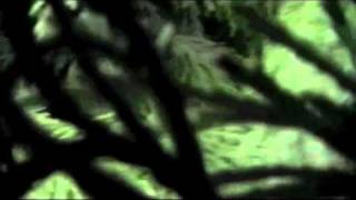 This Could Be Beautiful - Metronomy (original music video)