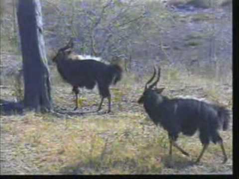 Nyala Antelope