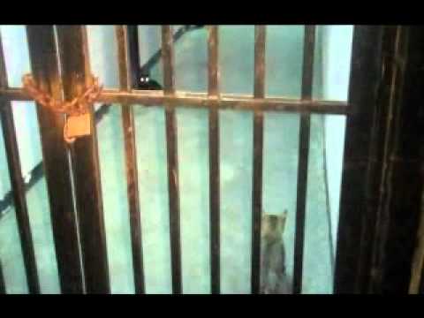 RODRÍGUEZ DENUNCIÓ 44 MESES DE REMODELACIONES FRAUDULENTAS EN EL HOSPITAL VARGAS.flv