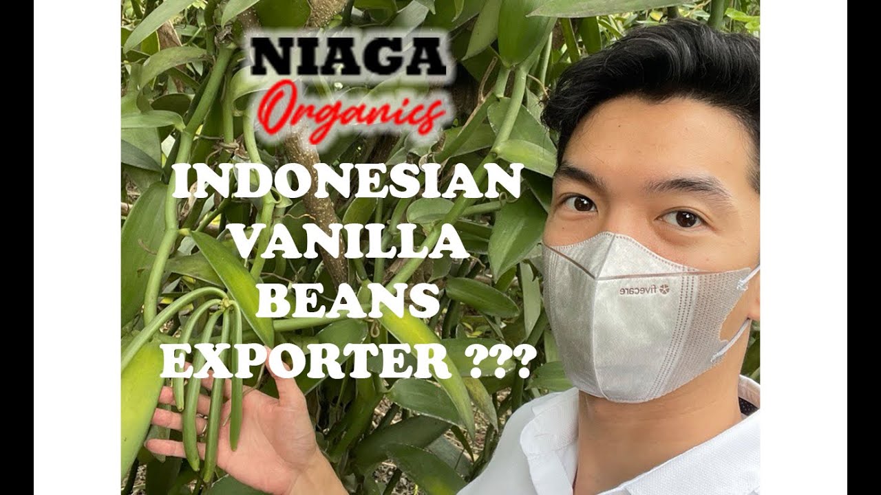 Vanilla Beans Gourmet from Indonesia - Supplier and Exporter of Vanilla Beans Worldwide