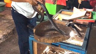 Indonesian Street Food - Cobra Satay & Cobra blood