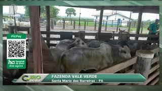 Miniatura do vídeo