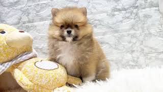 ポメラニアンの動画01