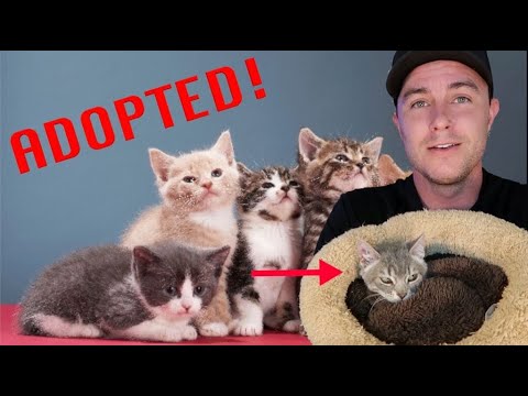 I Adopted A Special Needs Cat! (Wendy!)