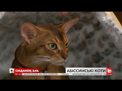 У гостях Сніданку - власниця абісинських кішок Ольга Скабовська та її улюбленці