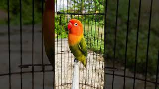 Download lagu PANCINGAN LOVEBIRD NGETIK TAJAM‼️ #birds #burungkicaudialamliar #lovebirds #burung mp3