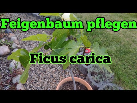 Feigenbaum pflegen gießen düngen Standort vermehren schneiden überwintern Ficus carica