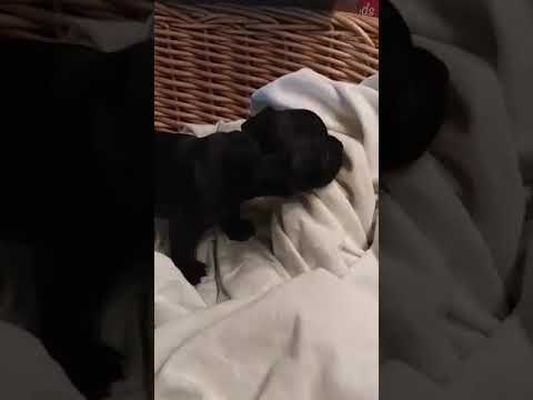 Kylo male frenchton..
