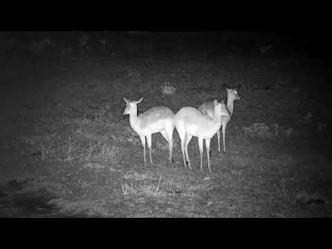 Djuma: Three Impala female in the rain - 02:281 - 09/21/2022
