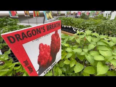 New Jersey is actually home to the world's largest chili pepper farm
