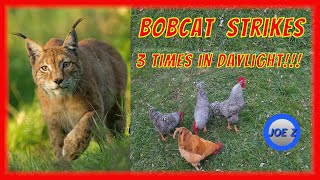 Bobcat Strikes!