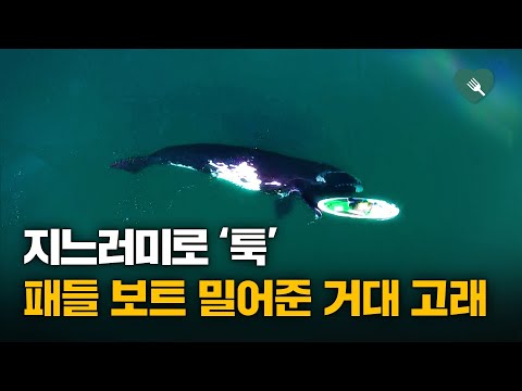 지느러미로 '톡톡'···패들 보트 밀어준 고래