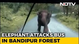 Panic On Bus, Driver Hits Reverse As Elephant Charges. Watch